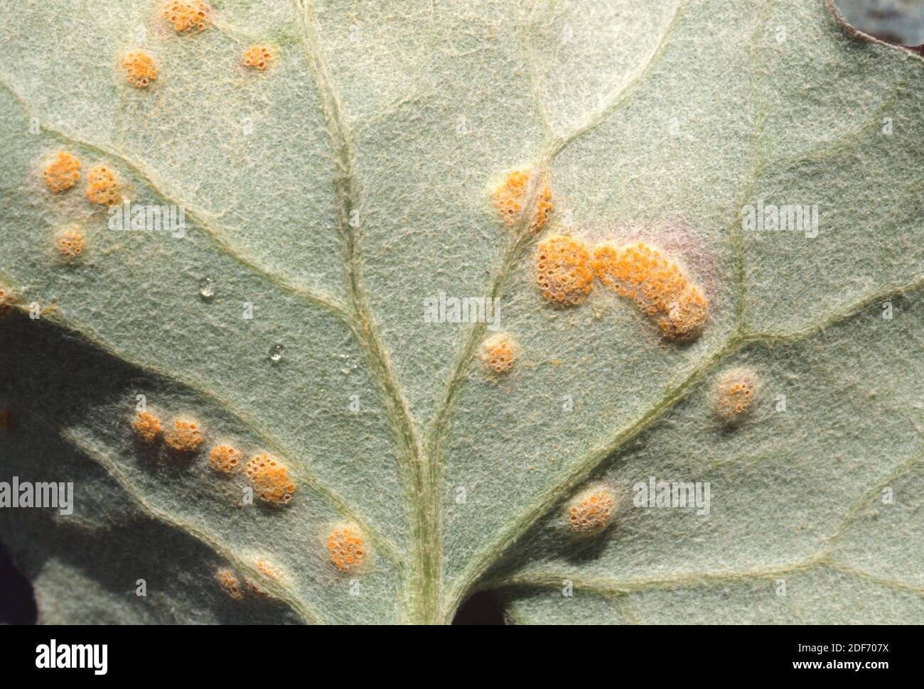 Coltsfoot rust call (Puccinia poarum) is a parasite fungus. In this example parasites Tussilago farfara leaf. This photo was taken in Montseny Stock Photo