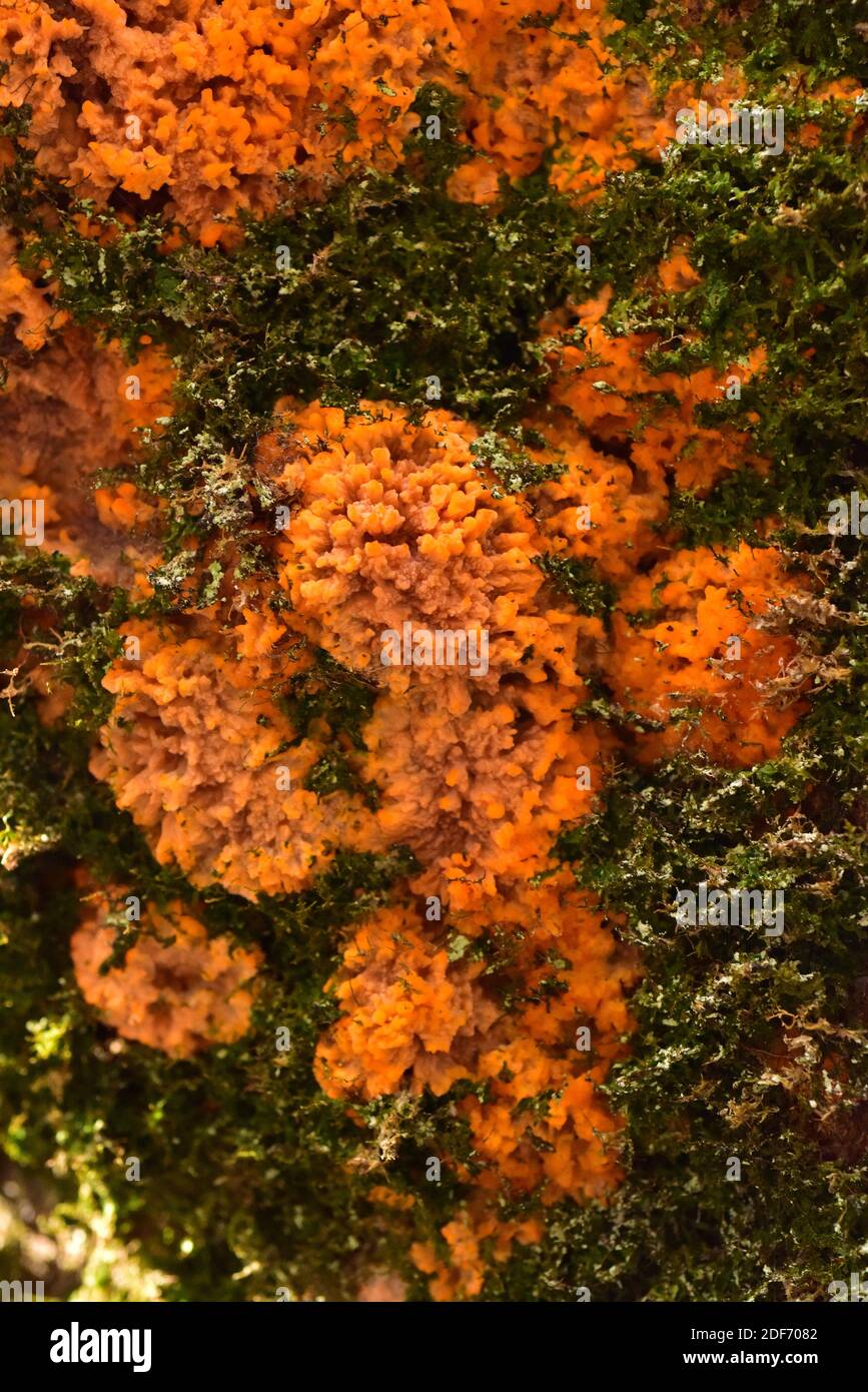 Wrinkled crust (Phlebia radiata) is a crust fungus. This photo was taken in Otzarreta Forest, Euskadi, Spain. Stock Photo