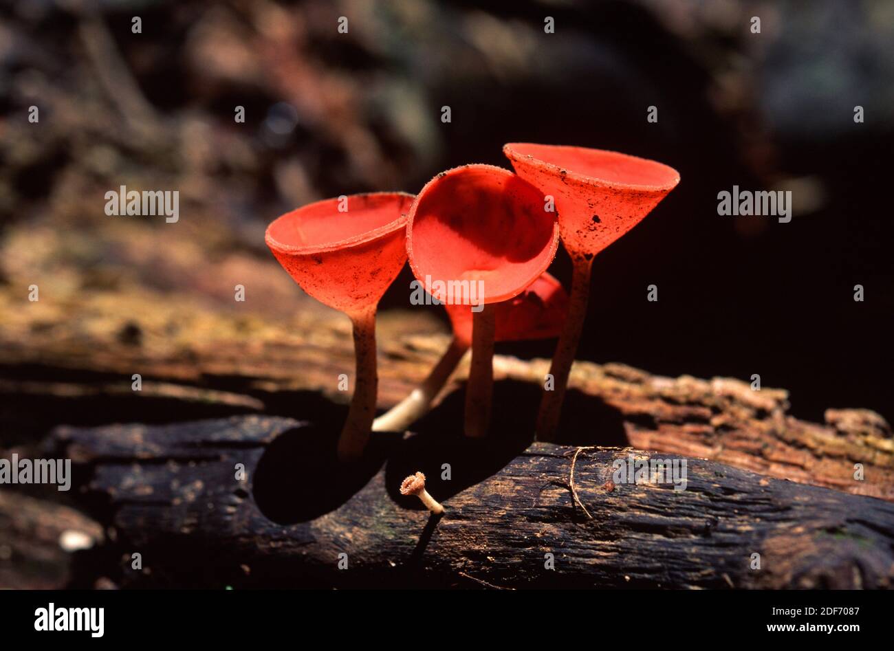 Western scarlet cup (Sarcoscypha occidentalis) is an inedible fungus. This photo was taken in Costa Rica. Stock Photo
