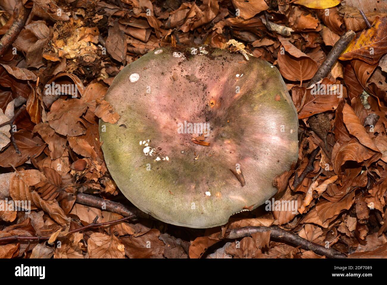 Charcoal burner (Russula cyanoxantha) is an edible mushroom. This photo was taken in Montseny Biosphere Reserve, Barcelona province, Catalonia, Spain. Stock Photo