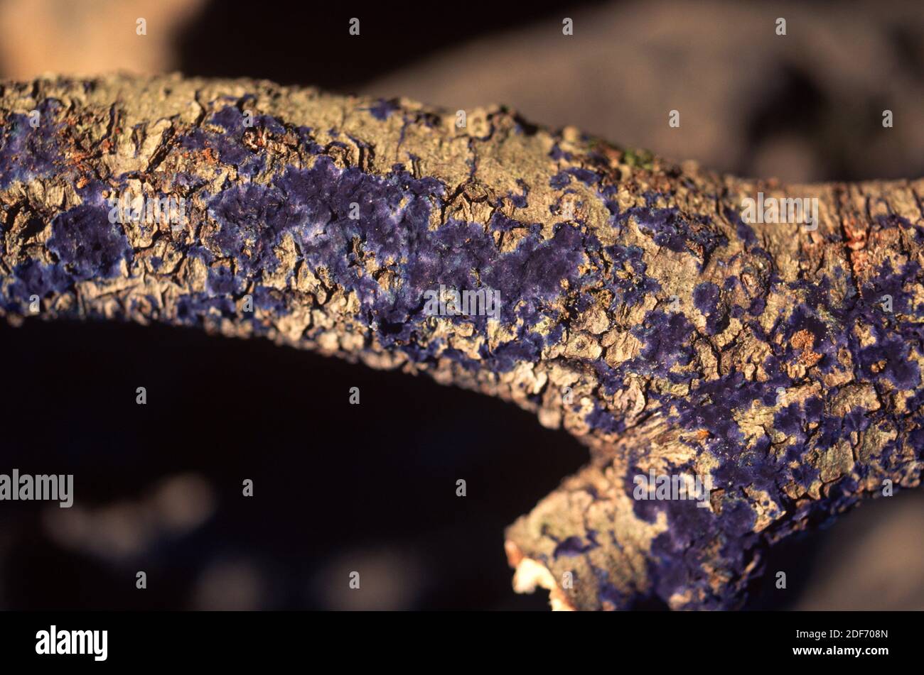 Cobalt crust fungus or deep blue fungus (Pulcherricium caeruleum or Terana caerulea) is a crust fungus very colorful. This photo was taken in Stock Photo