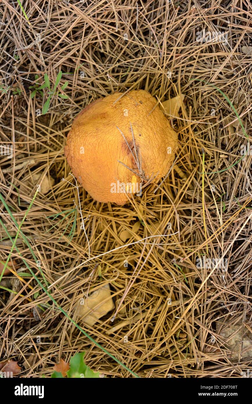 Suillus collinitus is an edible mushroom; old sample with spores. This photo was taken near La Llacuna, Barcelona province, Catalonia, Spain. Stock Photo