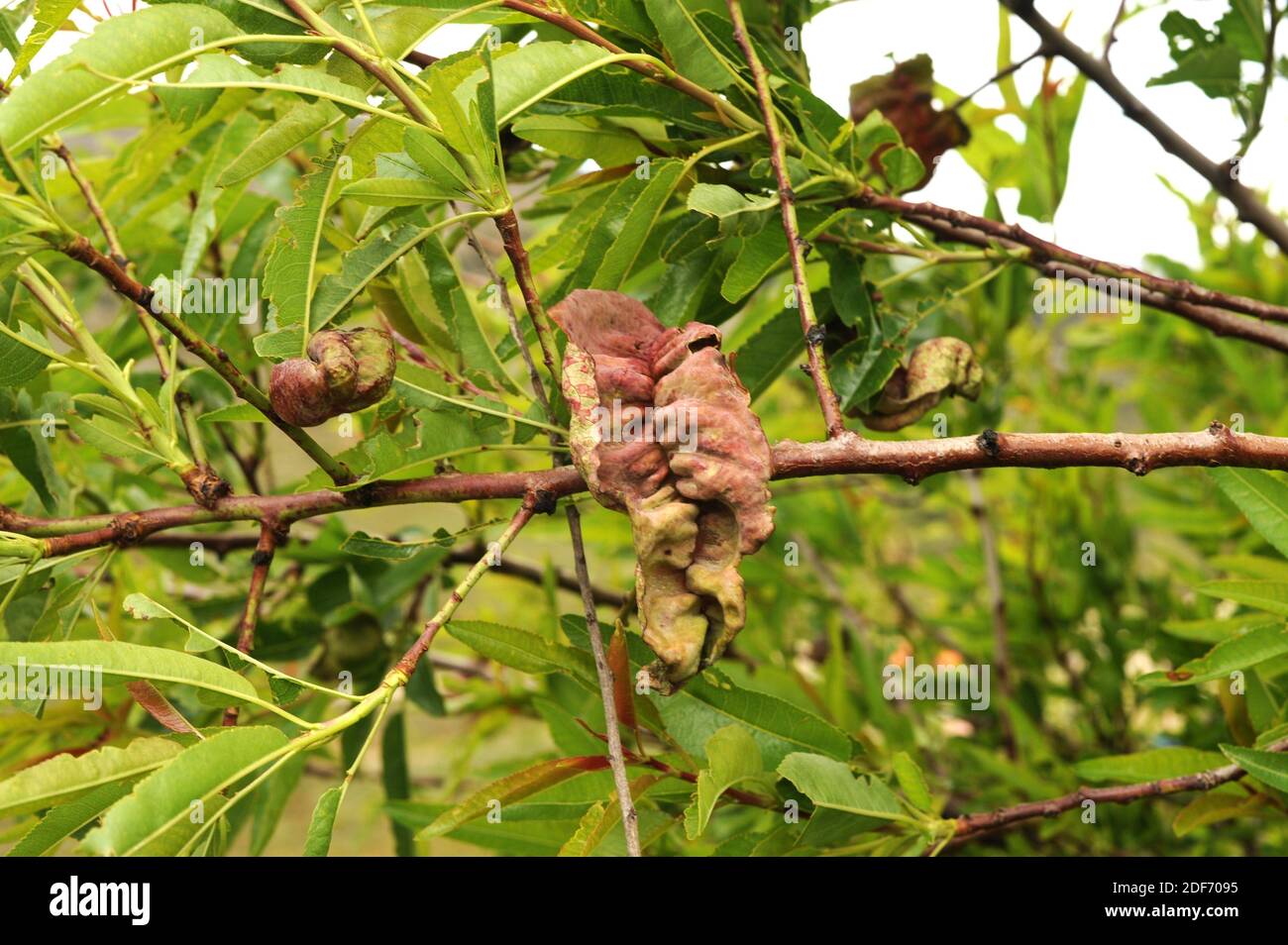 Taphrina deformans is a parasite fungus that grows on peach leaves. Stock Photo