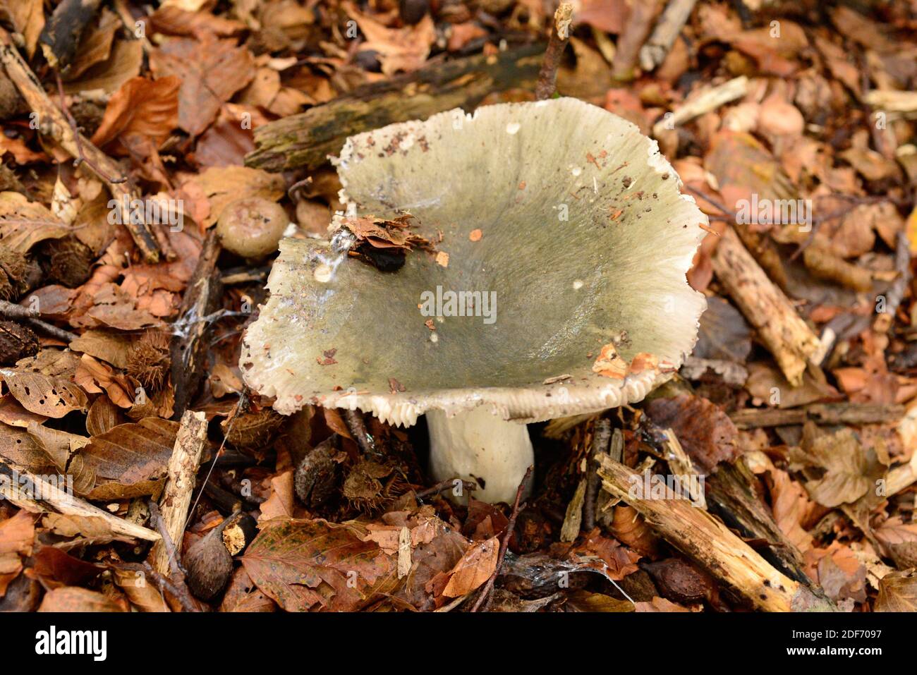Green brittlegill (Russula virescens) is an edible mushroom. This photo