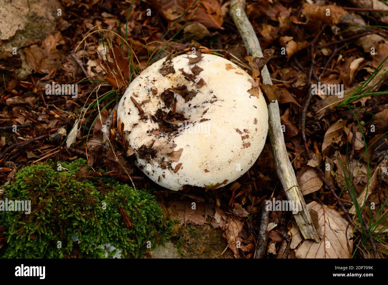 Milk-white brittlegill (Russula delica) is an edible mushroom. This photo wsa taken in Montseny Biosphere Reserve, Barcelona province, Catalonia, Stock Photo
