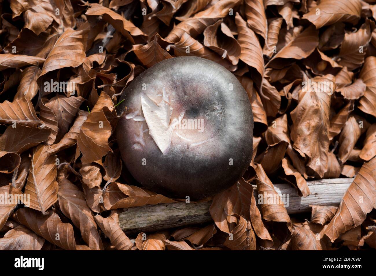 Gilded brittlegill (Russula aurea or Russula aurata) is an edible