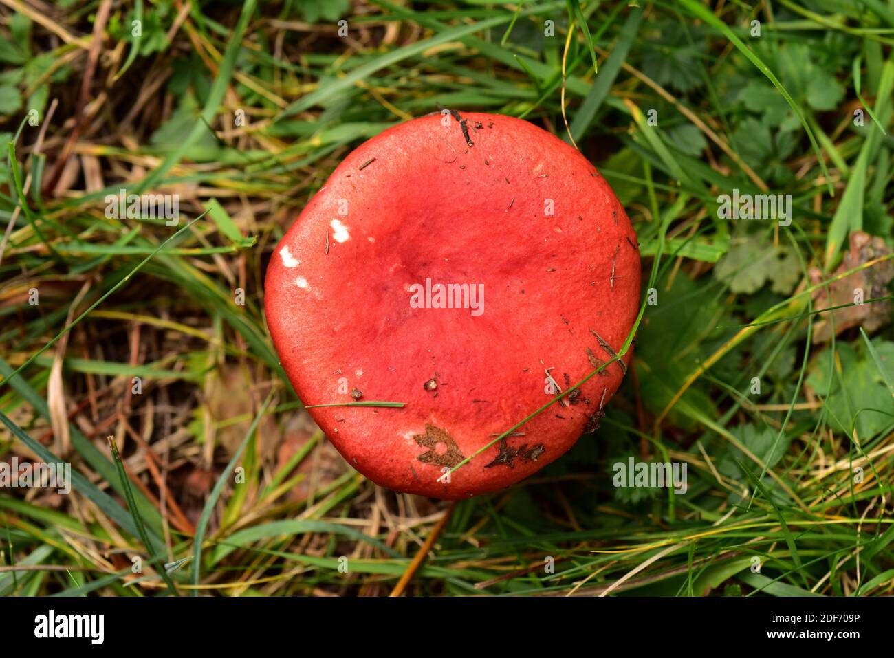 Bloody brittlegill (Russula sanguinea) is an inedible mushroom. This photo was taken in Serra de Busa, Lleida province, Catalonia, Spain. Stock Photo