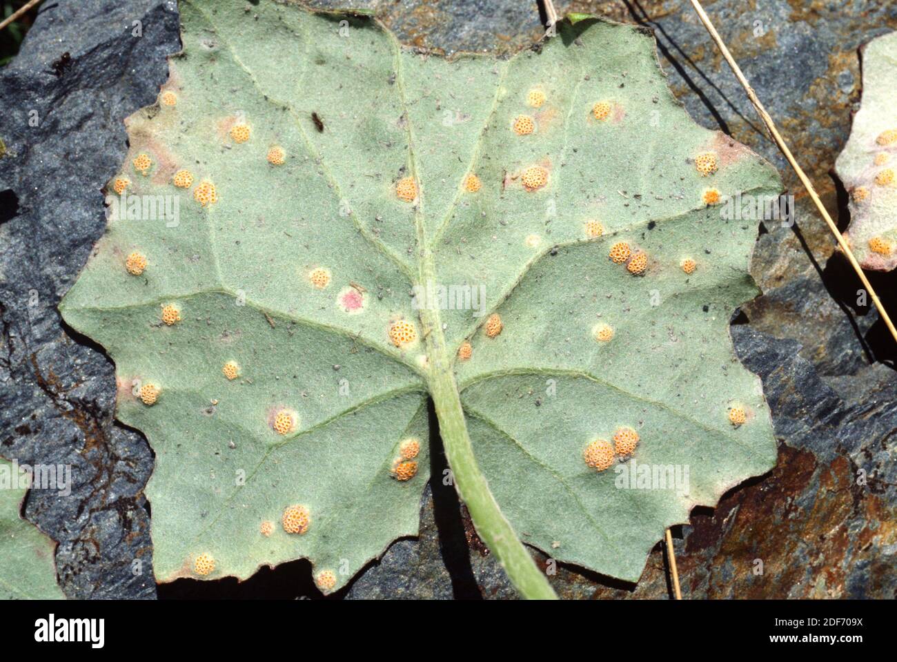 Coltsfoot rust call (Puccinia poarum) is a parasite fungus. In this example parasites Tussilago farfara leaf. This photo was taken in Montseny Stock Photo