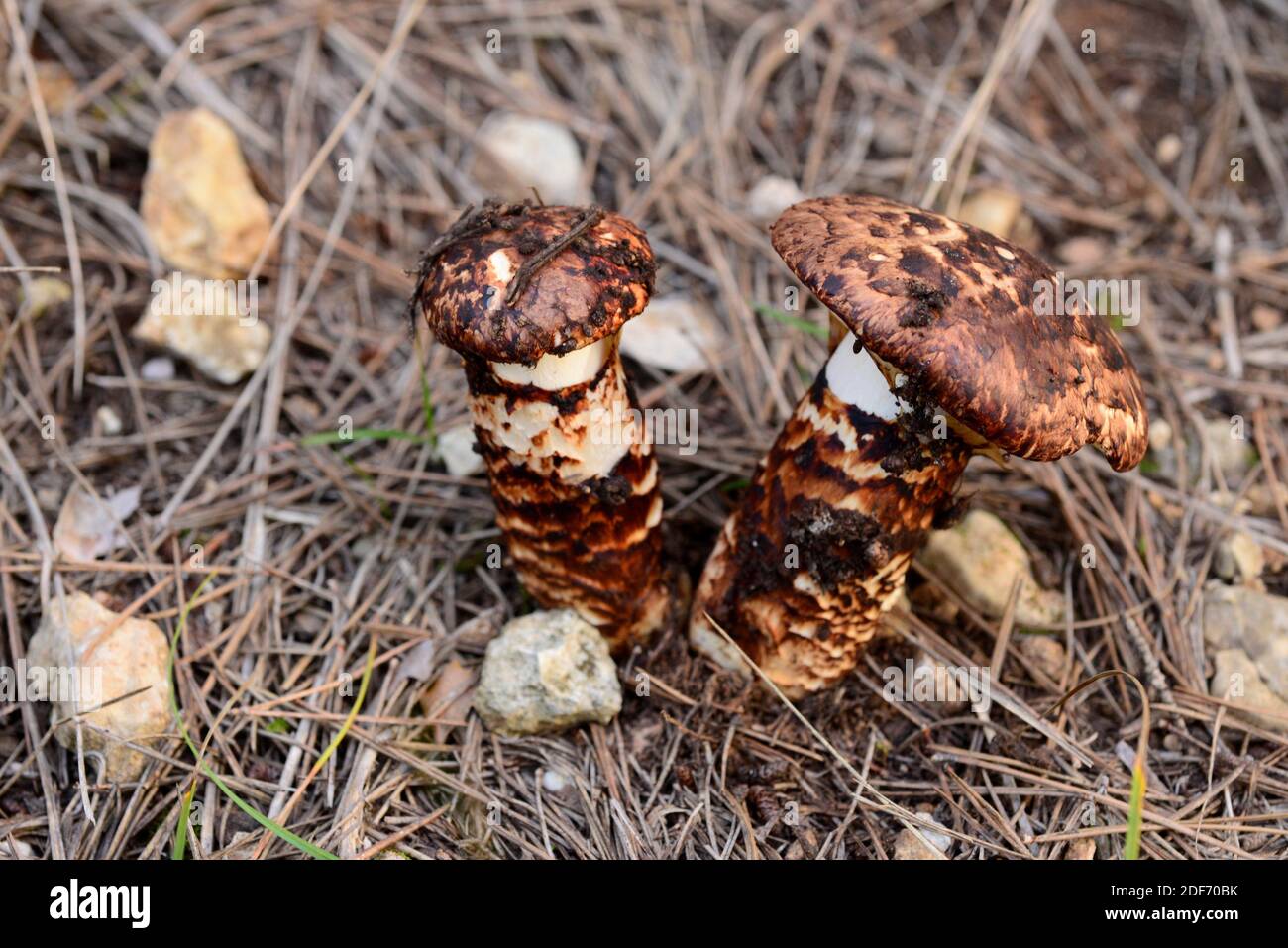 European matsutake (Tricholoma caligatum) is an edible mushroom