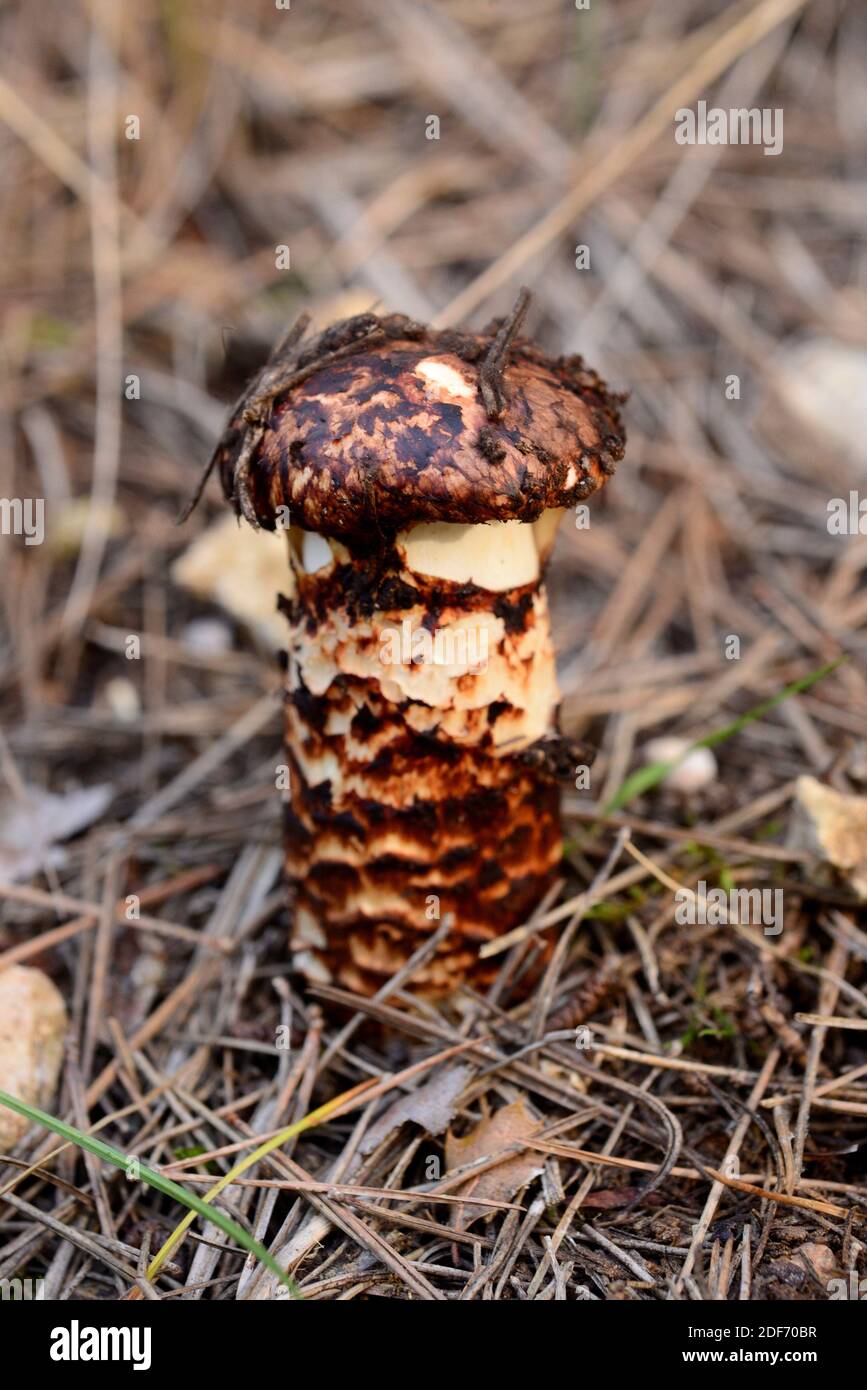 European matsutake (Tricholoma caligatum) is an edible mushroom