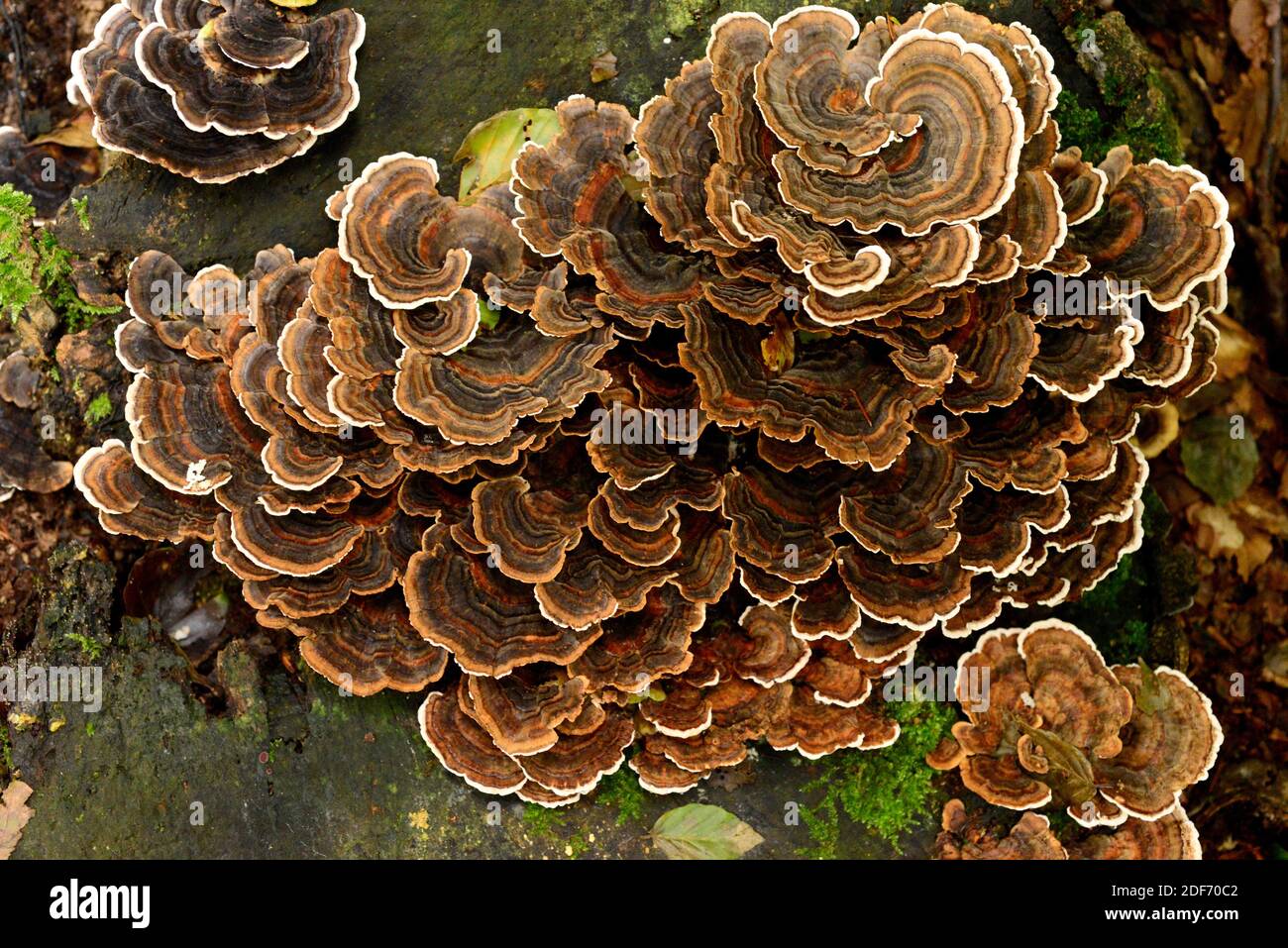 Turkey tail (Trametes versicolor, Coriolus versicolor or Polyporus versicolor) is medicinal saprophyte mushroom. This photo was taken in Montseny Stock Photo