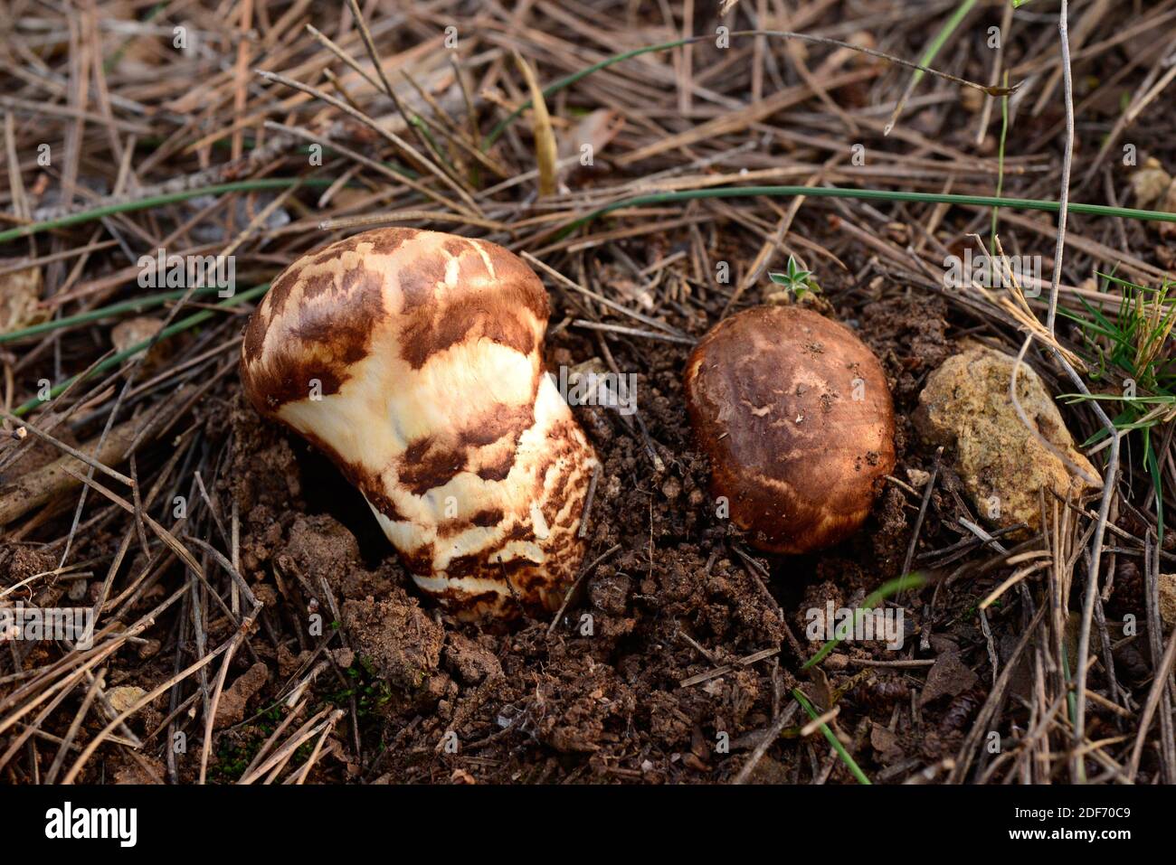European matsutake (Tricholoma caligatum) is an edible mushroom although it is bitter. This photo was taken near La Llacuna, Barcelona province, Stock Photo