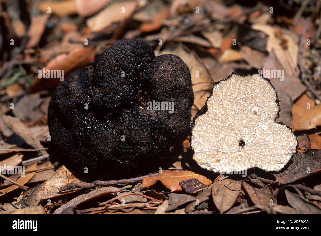 Summer truffle (Tuber aestivum) is an edible fungus of great gastronomic value. Stock Photo