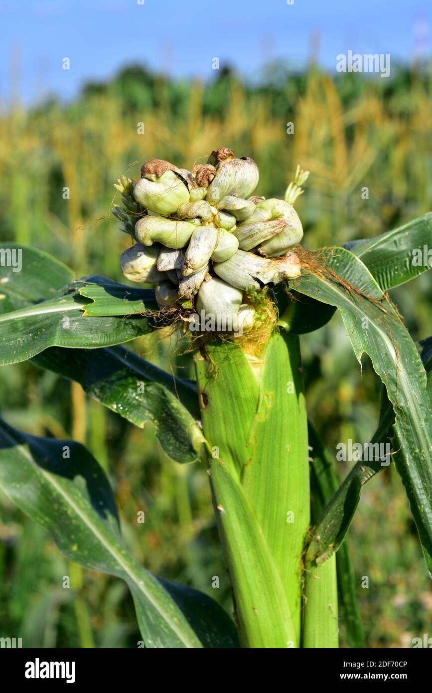 Ustilago hires stock photography and images Alamy