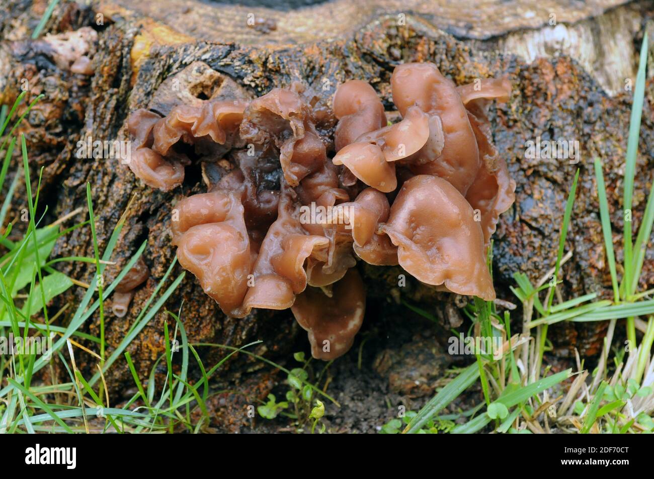 Jelly leaf or leafy brain (Tremella foliacea) is an unapreciated edible gelatinous mushroom. This photo was taken in a Barcelona garden, Catalonia, Stock Photo