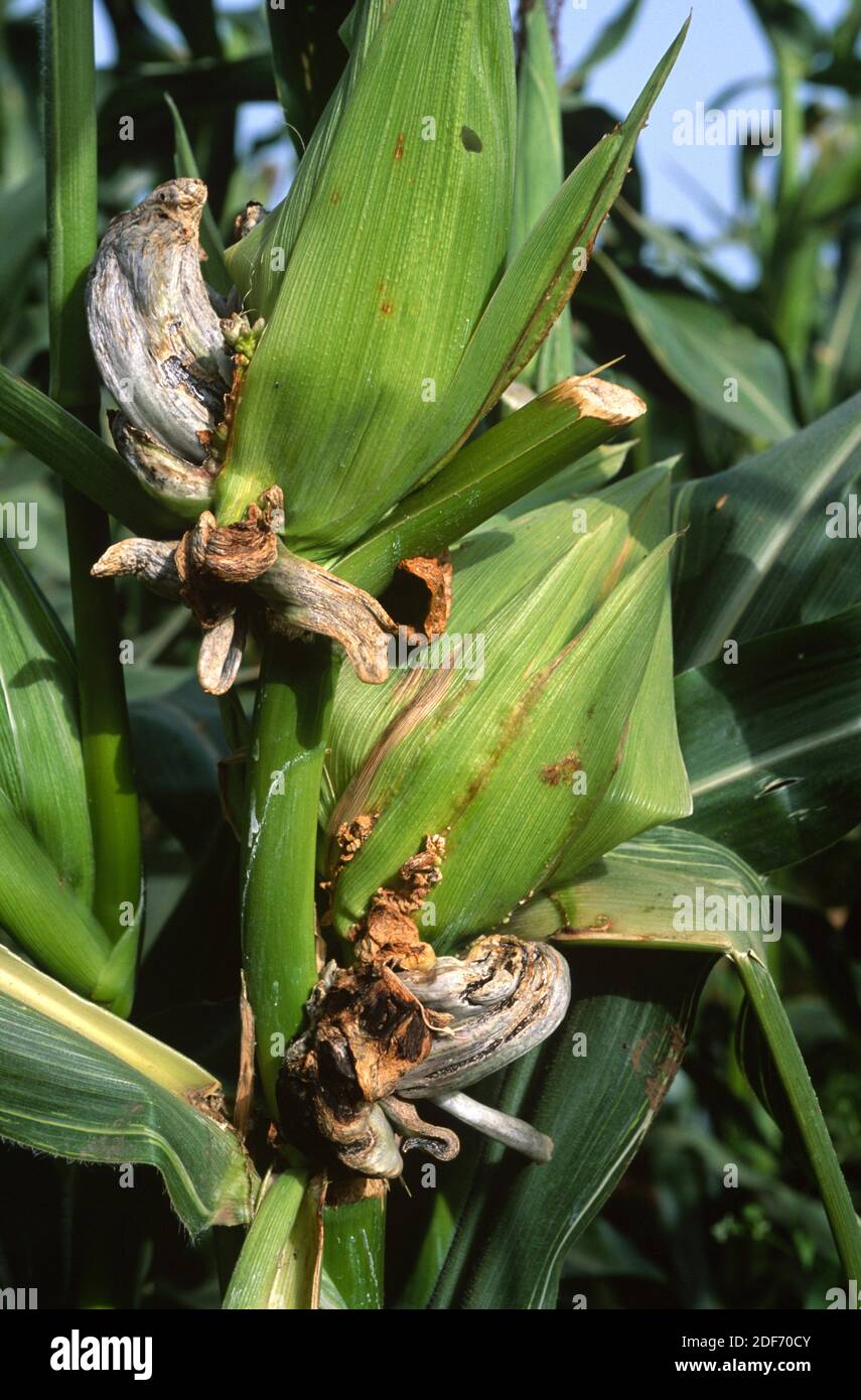 Corn smut (Ustilago maydis) is a fungus parasite of corn. Is an edible fungus highly valued in Mexico known as huitlacoche. This photo was taken near Stock Photo