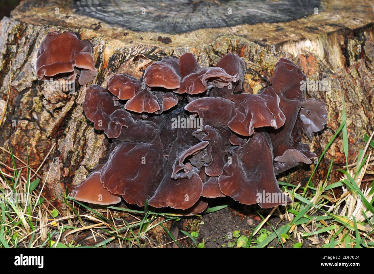 Jelly Mushroom High Resolution Stock Photography And Images Alamy