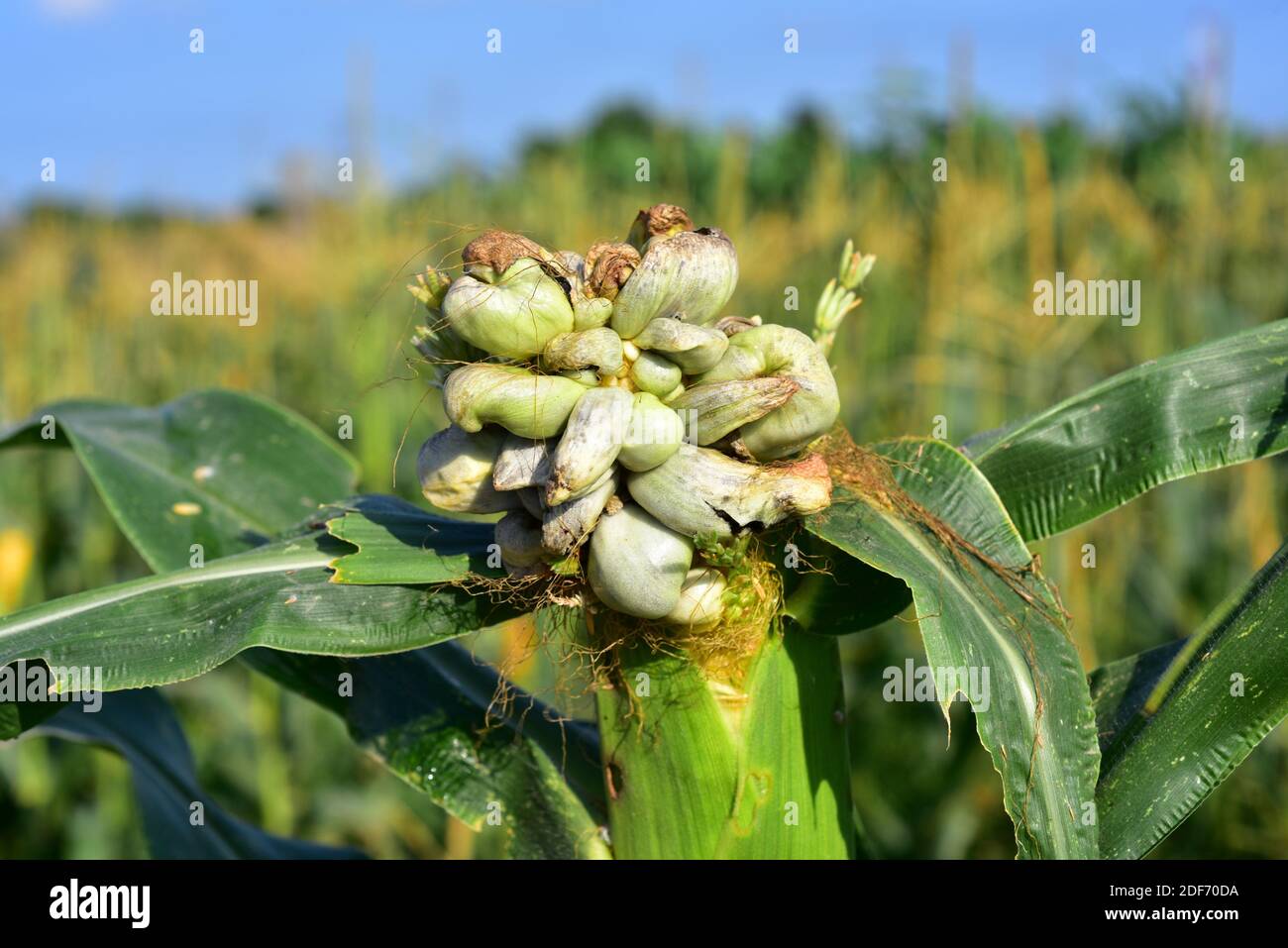 Corn smut (Ustilago maydis) is a fungus parasite of corn. Is an edible
