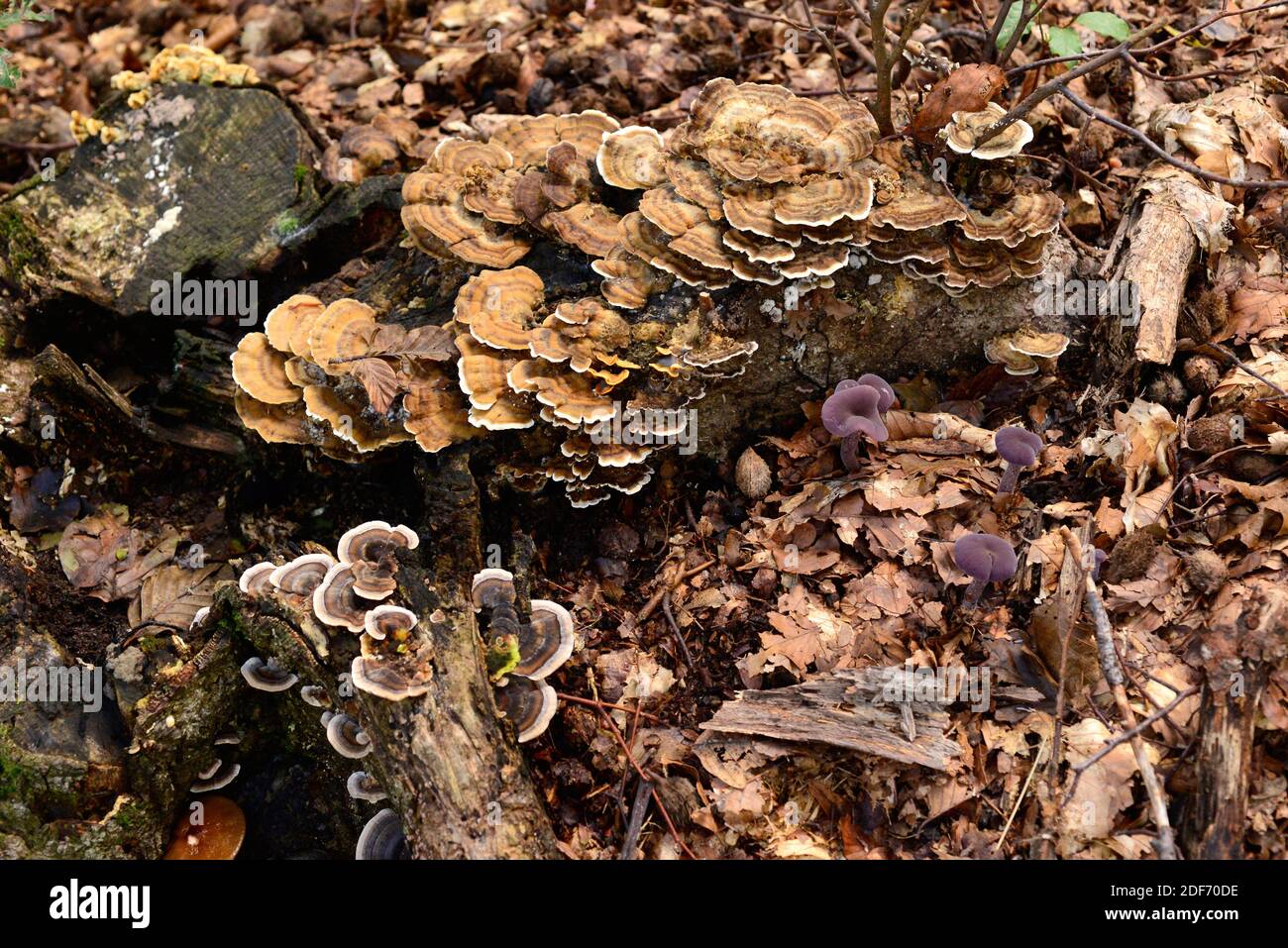 Turkey tail (Trametes versicolor, Coriolus versicolor or Polyporus versicolor) is medicinal saprophyte mushroom and amethyst deceiver (Laccaria Stock Photo
