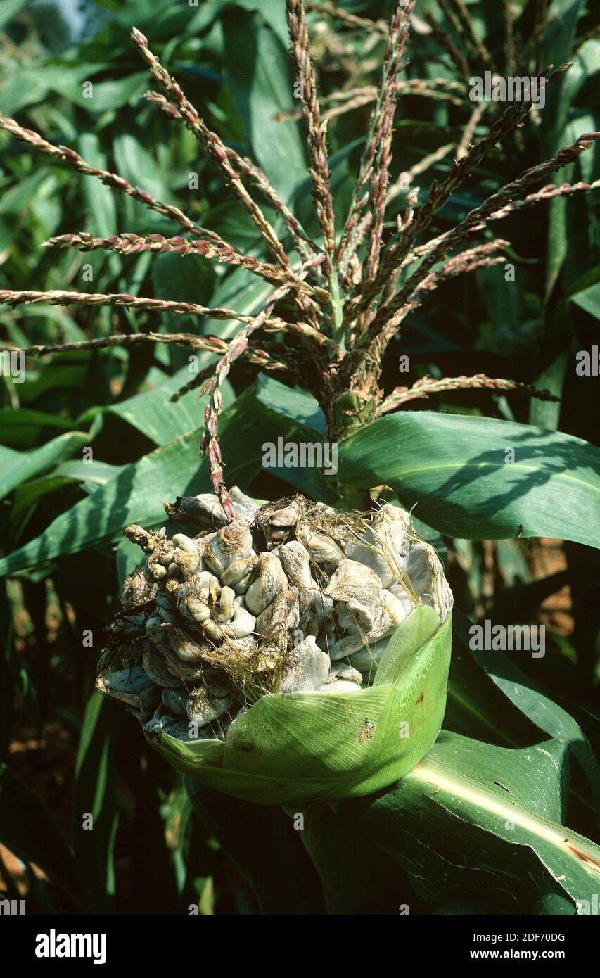 Corn smut (Ustilago maydis) is a fungus parasite of corn. Is an edible