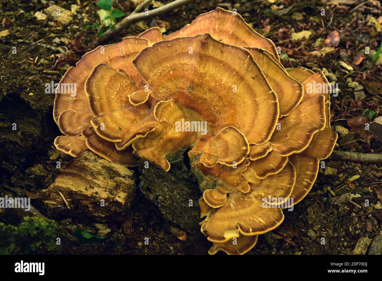 Ochre bracket (Trametes ochracea) is a saprophyte fungus that grows on dead beechs or oaks. This photo was taken in Dalby National Park, Skane, Stock Photo