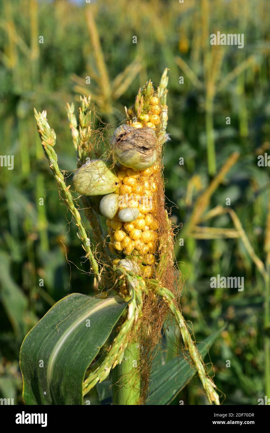 Corn smut (Ustilago maydis) is a fungus parasite of corn. Is an edible