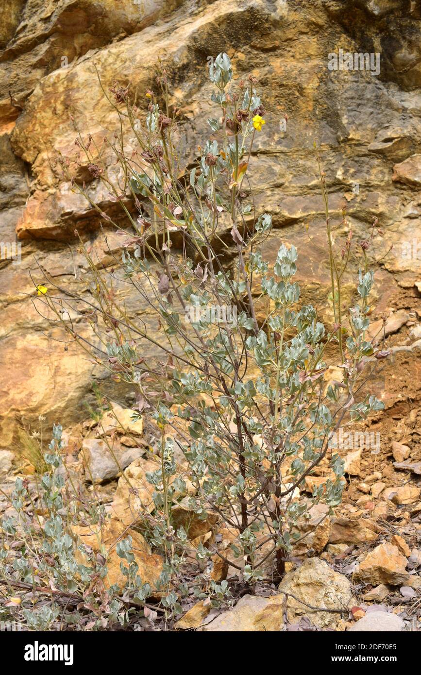 Halimium atriplicifolium is a perennial plant with yellow flowers. This photo was taken in Sierra de Cazorla Natural Park, Jaen province, Andalucia, Stock Photo