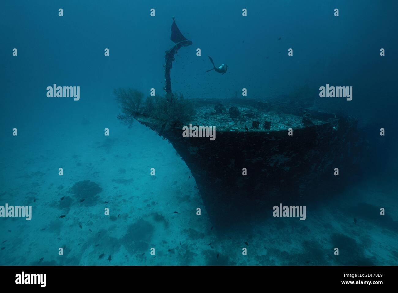 Somewhere deep. Kuda giri wreck, south Male Atoll. Underwater world of