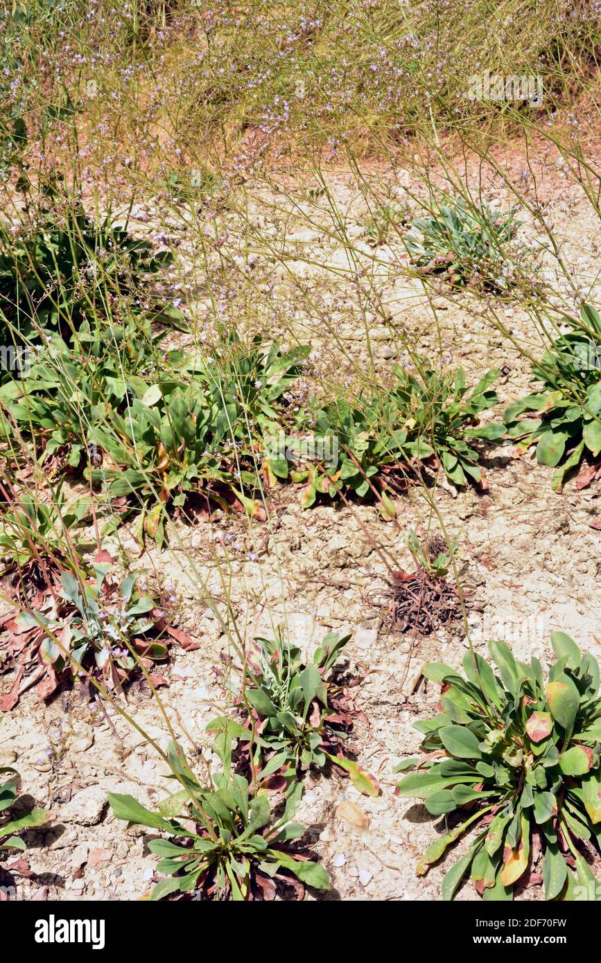 Limonium quesadense is a perennial plant endemic to Jaen province. Stock Photo