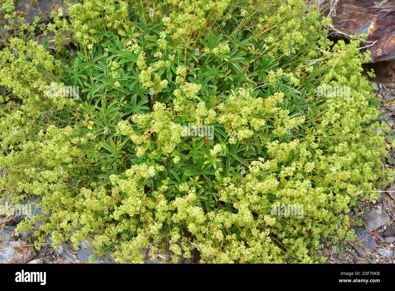 Alchemilla fontqueri is an endangered perennial herb endemic to Sierra Nevada. This photo was taken in Sierra Nevada National Park, Granada province, Stock Photo