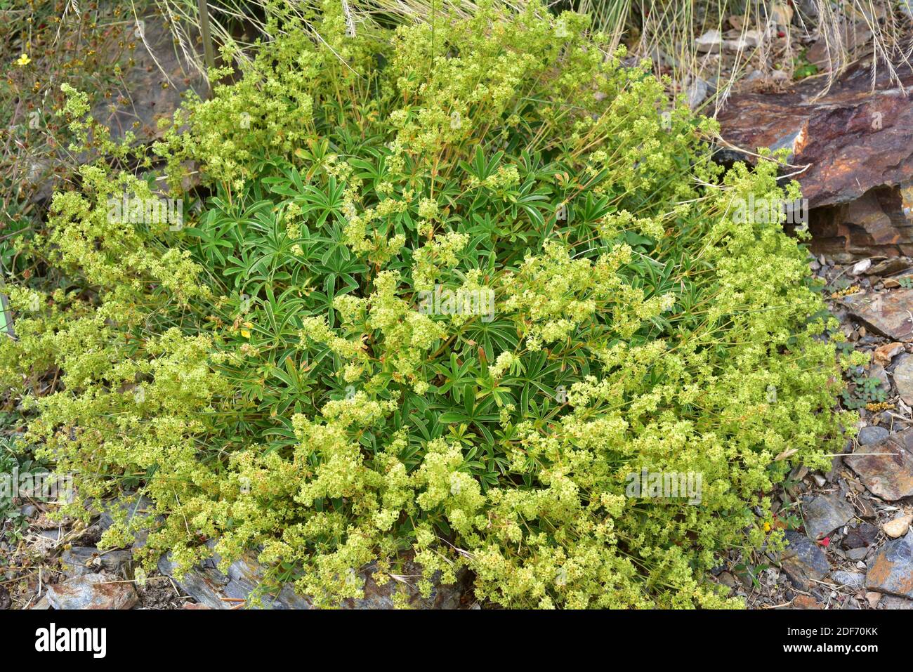 Alchemilla fontqueri is an endangered perennial herb endemic to Sierra Nevada. This photo was taken in Sierra Nevada National Park, Granada province, Stock Photo