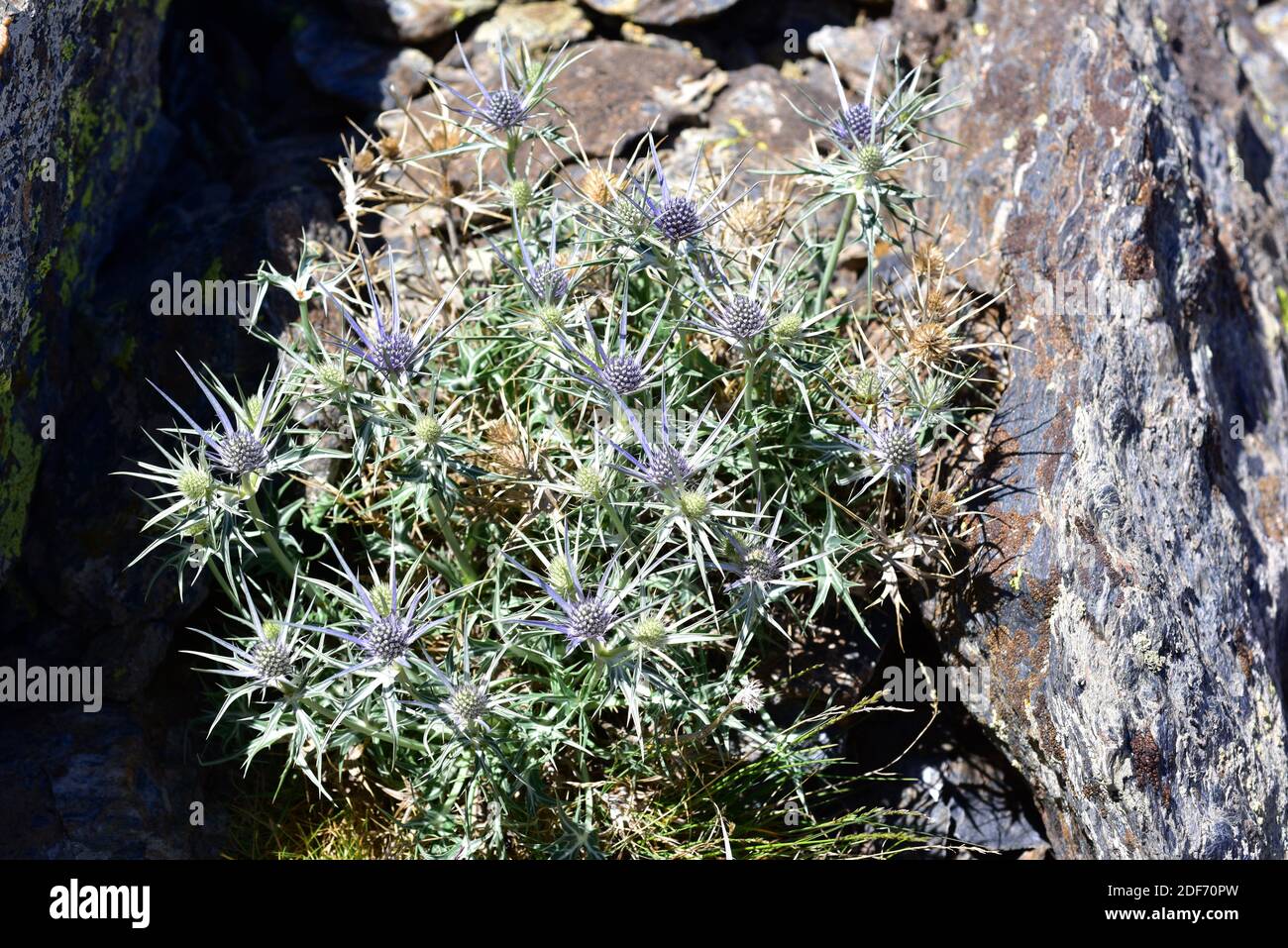 Cardo azul (Eryngium glaciale) is a spiny perennial plant endemic to Sierra Nevada. This photo wsa taken in Sierra Nevada National Park, Granada Stock Photo