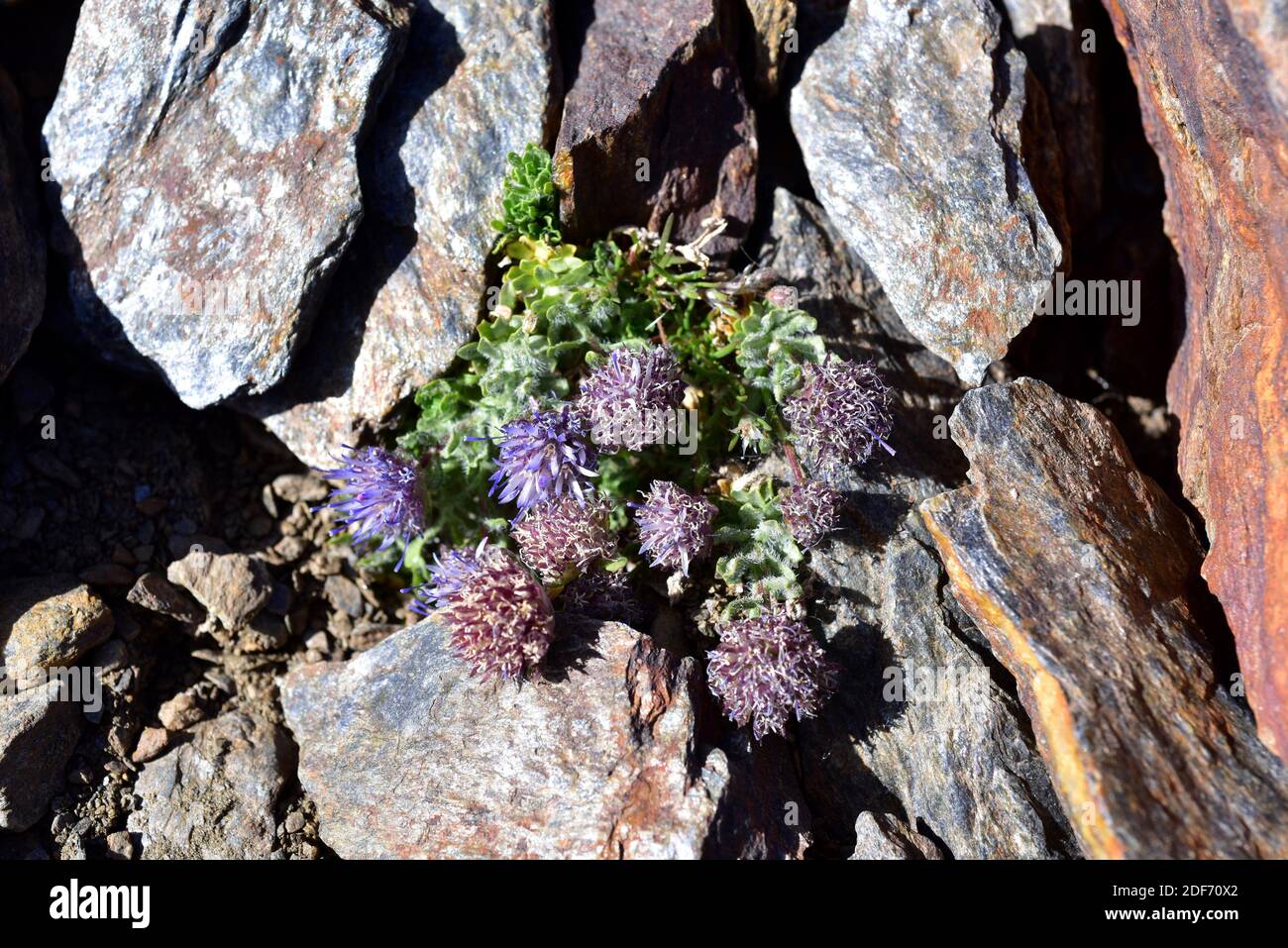 Jasione amethystina is a perennial herb endemic to Sierra Nevada. This photo was taken in Sierra Nevada National Park, Granada province; Andalucia, Stock Photo