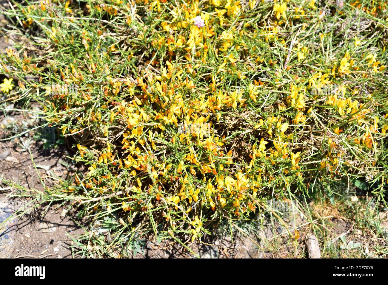 Piorno amarillo hi-res stock photography and images - Alamy