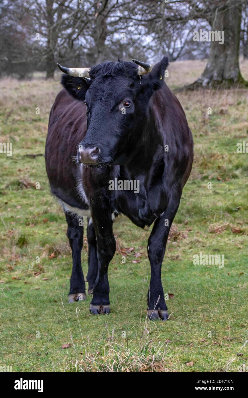 beautiful cow with horns posing for the camera Stock Photo