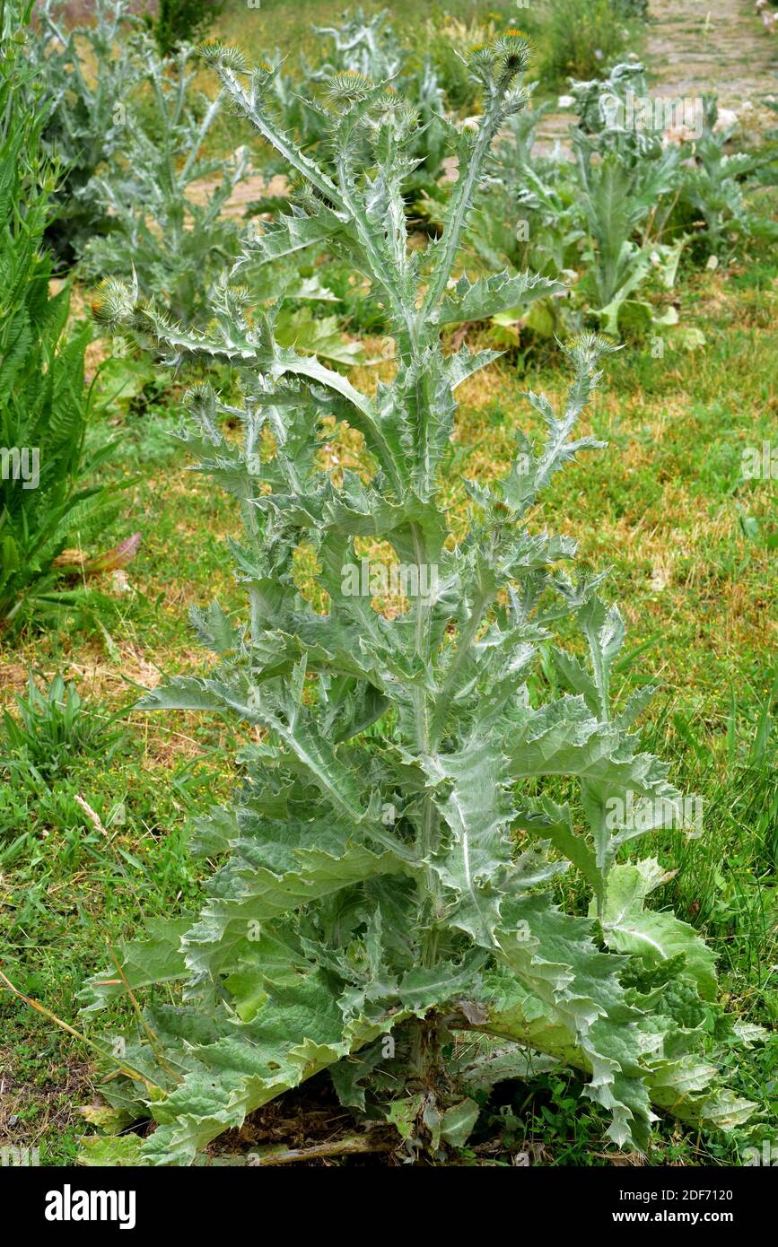 Cotton thistle (Onopordum acanthium) is a biennial plant native to Europe and Asia. This photo was taken in Sierra Nevada National Park, Granada Stock Photo