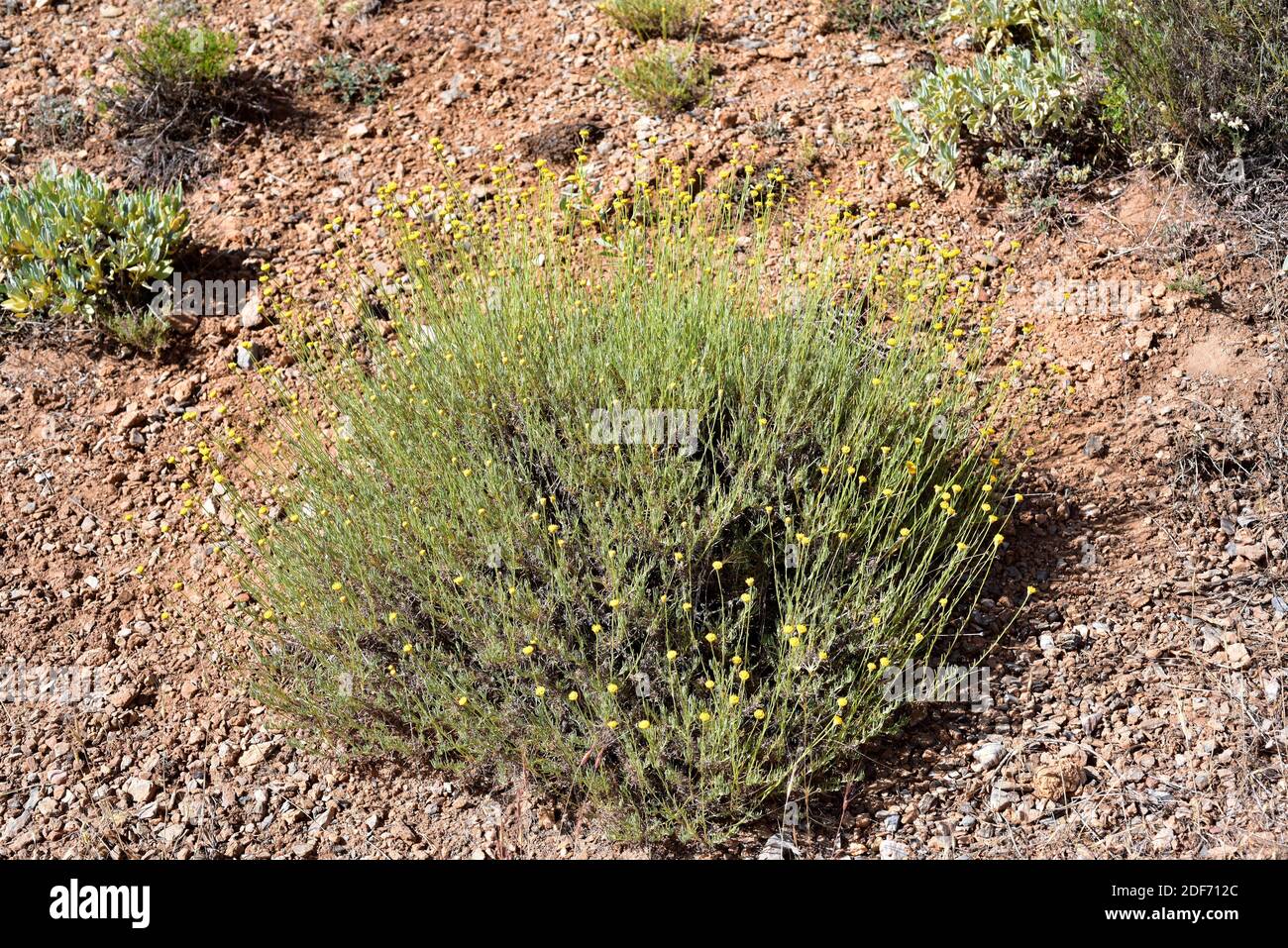 Holy flax (Santolina rosmarinifolia) is an evergreen shrub native to western Mediterranean Basin. This photo was taken in Sierra Nevada National Stock Photo