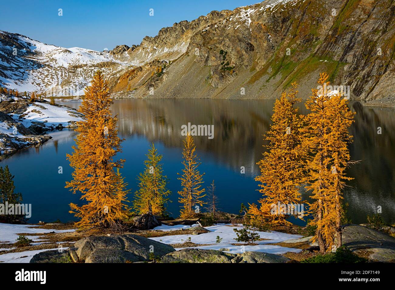 WA18661-00...WASHINGTON - Subalpine larch in fall color at Upper Ice Lake in the Glacier Peak Wilderness area. Stock Photo