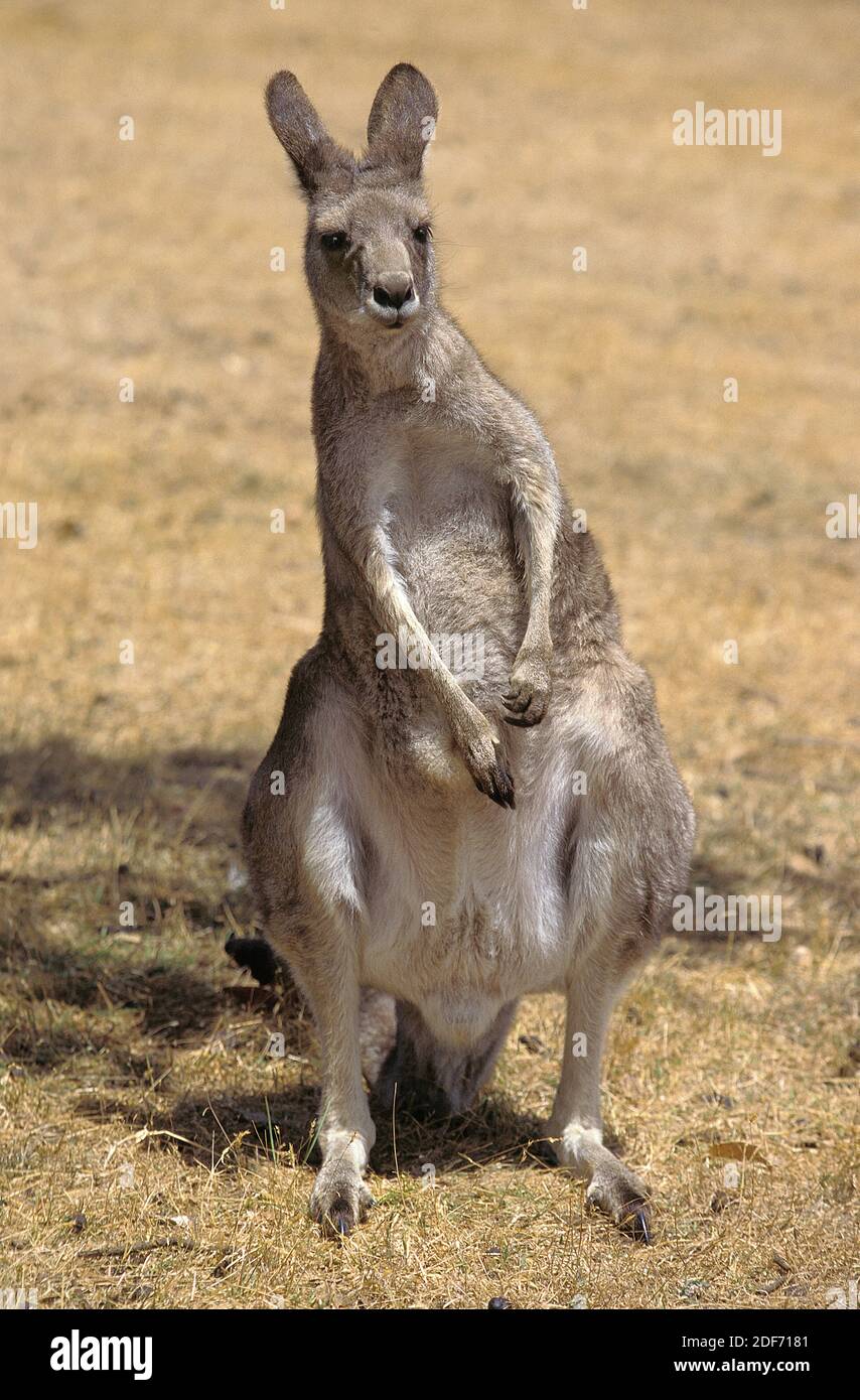 Kangaroop EASTERN GREY KANGAROO macropus giganteus Stock Photo - Alamy