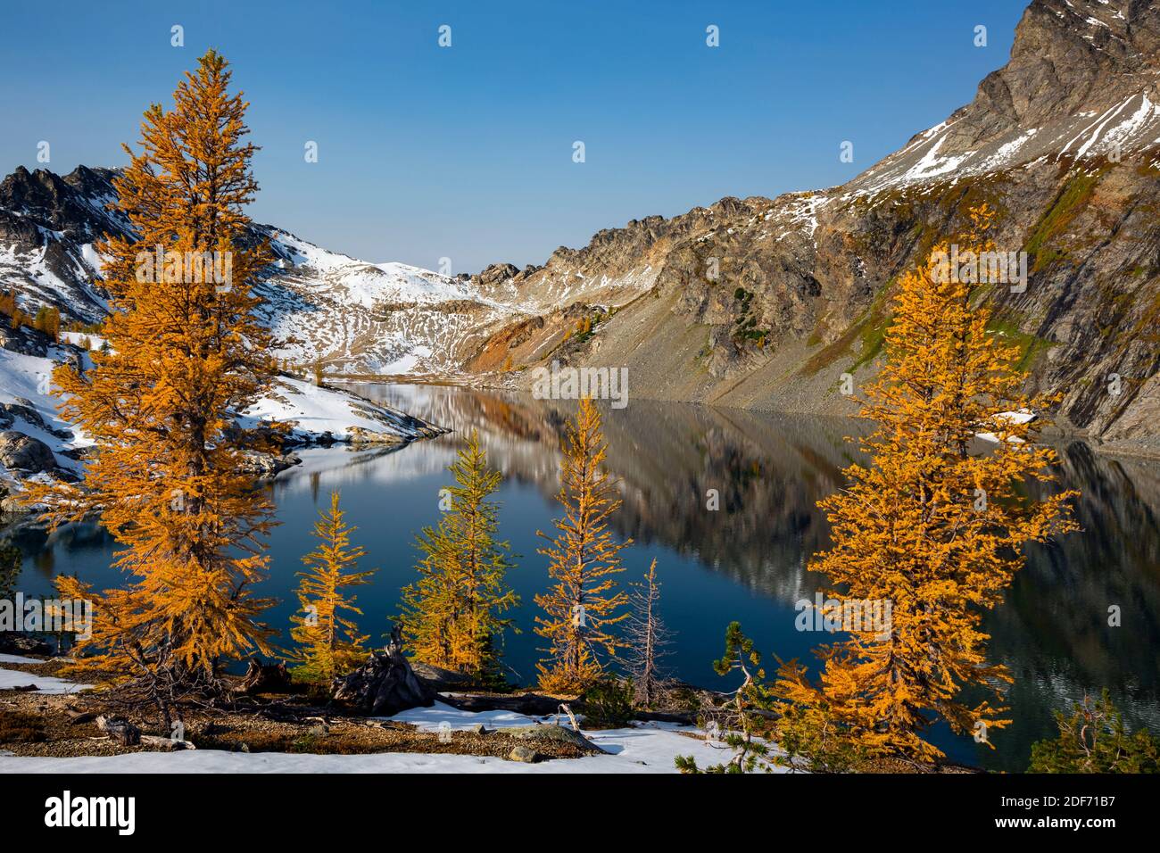 WA18659-00...WASHINGTON - Subalpine larch in fall color at Upper Ice Lake in the Glacier Peak Wilderness area. Stock Photo