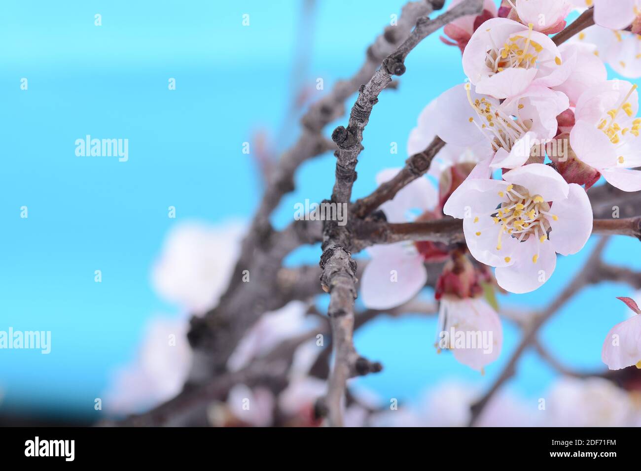 Apple tree blossom flower on branch at spring. Beautiful blooming flower close up on blue background. Stock Photo