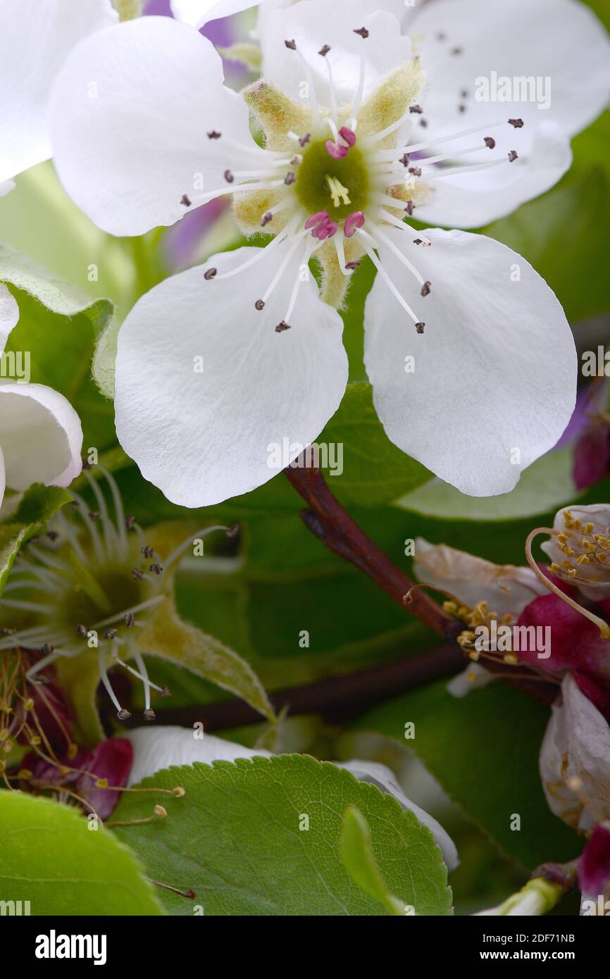 Apple tree blossom flower on branch at spring. Beautiful blooming apple flower close up Stock Photo