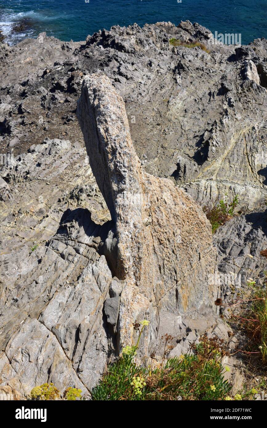 Vertical quartz dike break through metamorphic rocks. This photo was taken near Port de La Selva, Girona province, Catalonia, Spain. Stock Photo