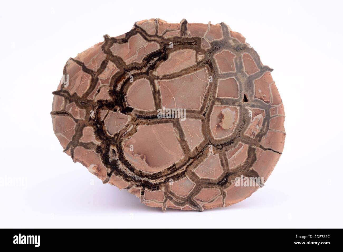 Septarium section showing calcite stuffed cracks. This sample comes to Madagascar. Stock Photo