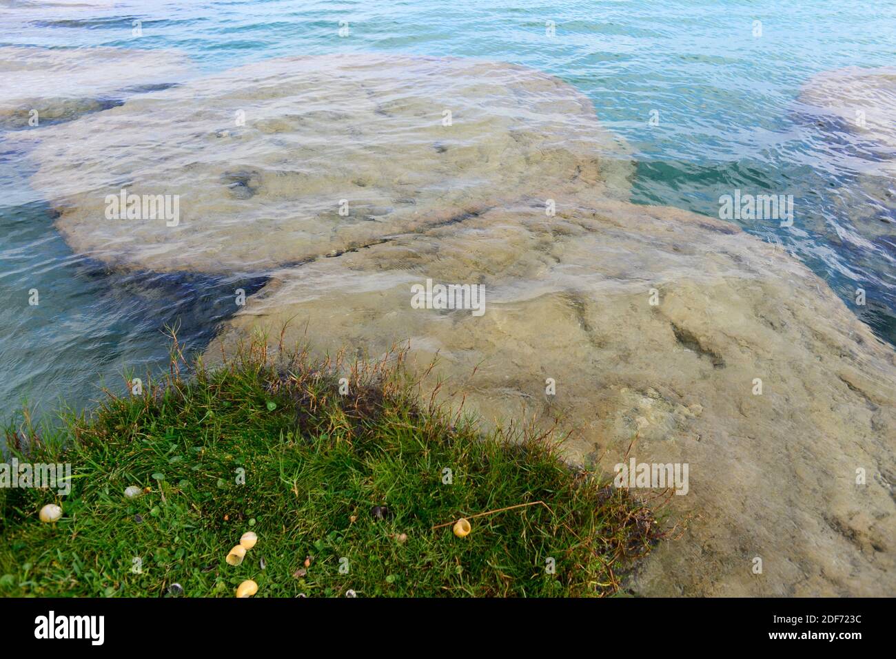 Stromatolites formed by cyanobacteria in Bacalar, Yucatan, Mexico. Stock Photo