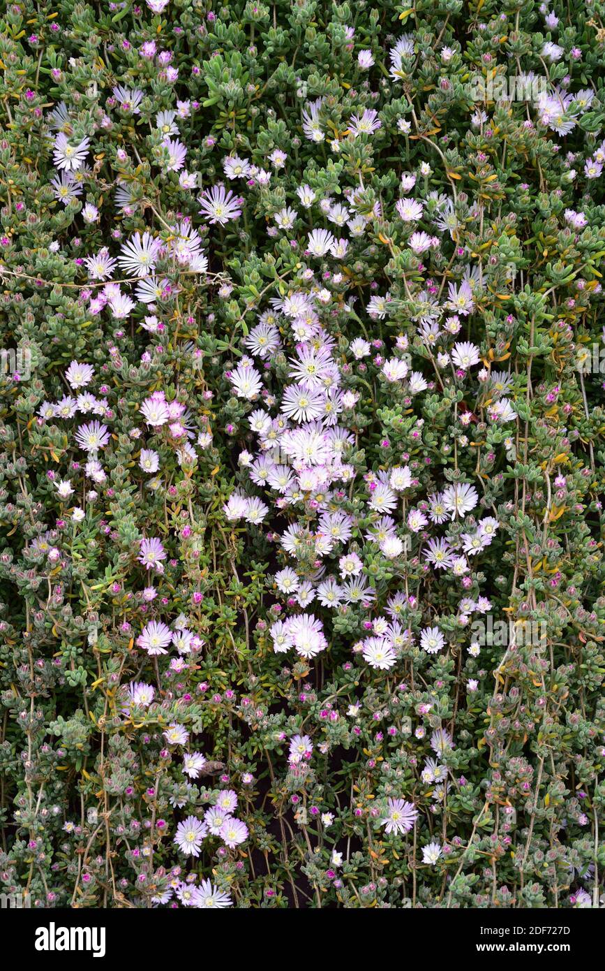 Dew-flower or rodondo creeper (Drosanthemum floribundum or Drosanthemum candens) is a creeping succulent plant native to South Africa. Stock Photo