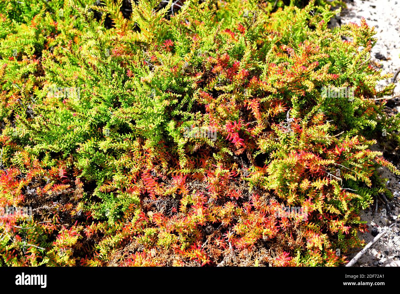 Alkali seepweed or shrubby sea-blite (Suaeda vera) is an halophyte succulent plant native to saline soils of Mediterranean Basin and Canary Islands. Stock Photo