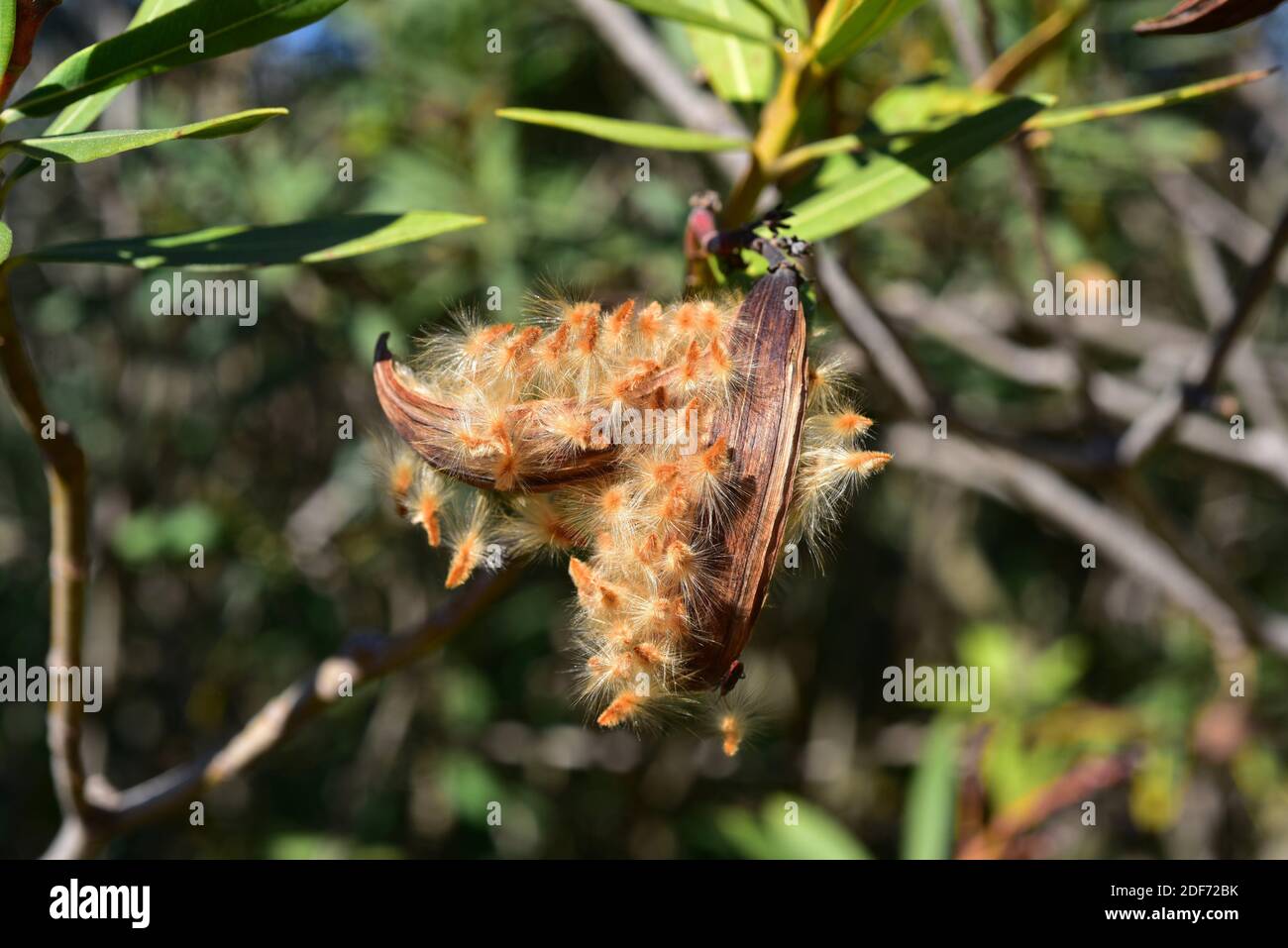 Oleander (Nerium oleander) is a poisonous shrub native to Mediterranean Basin and southern Asia