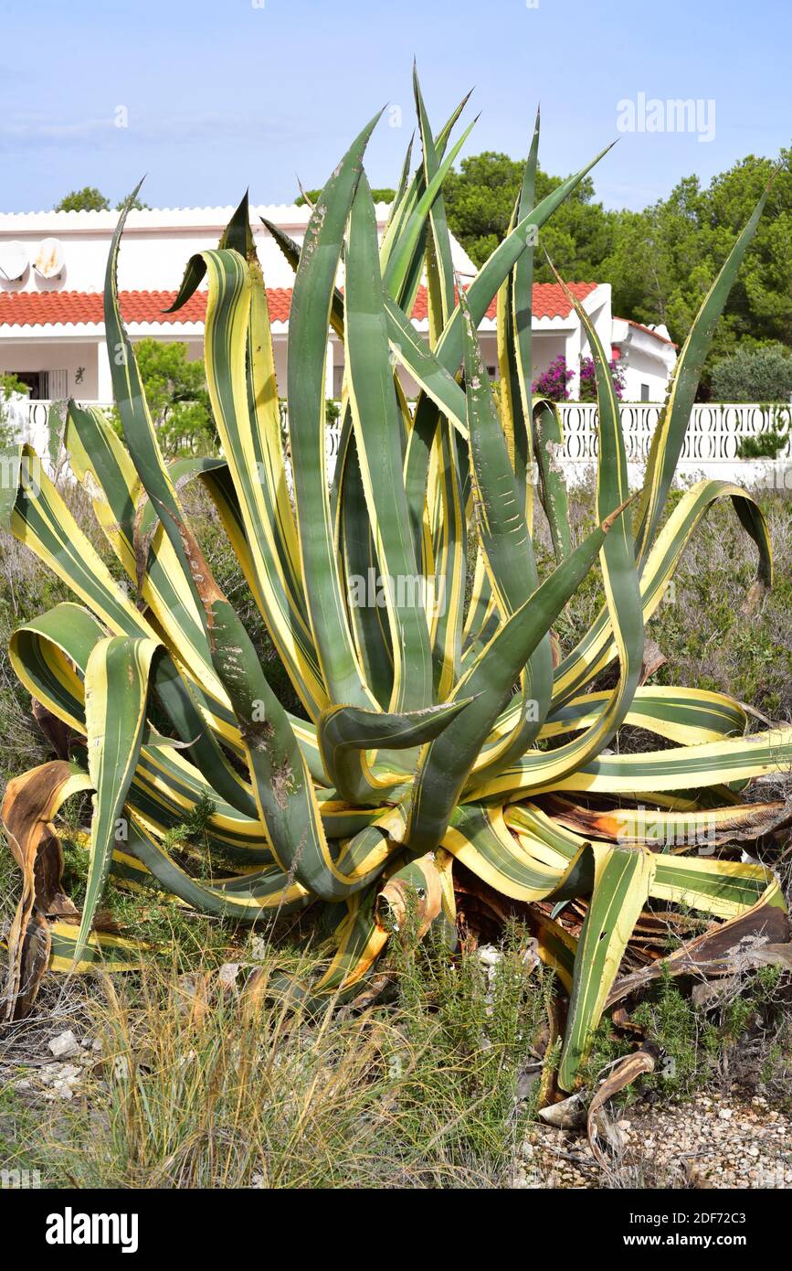 American aloe (Agave americana marginata) is a cultivar appreciated as an ornamental plant. The species is native to northern Mexico and southern USA Stock Photo