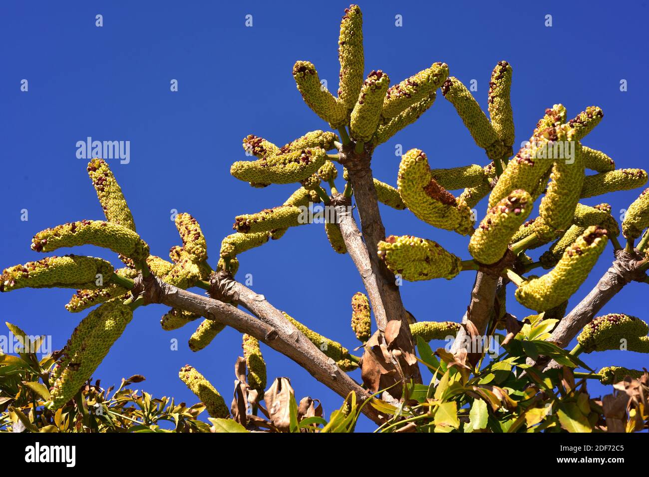 Spiked cabbage tree (Cussonia spicata) is a perennial and medicinal